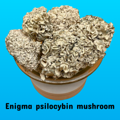 ENIGMA PSILOCYBIN MUSHROOMS